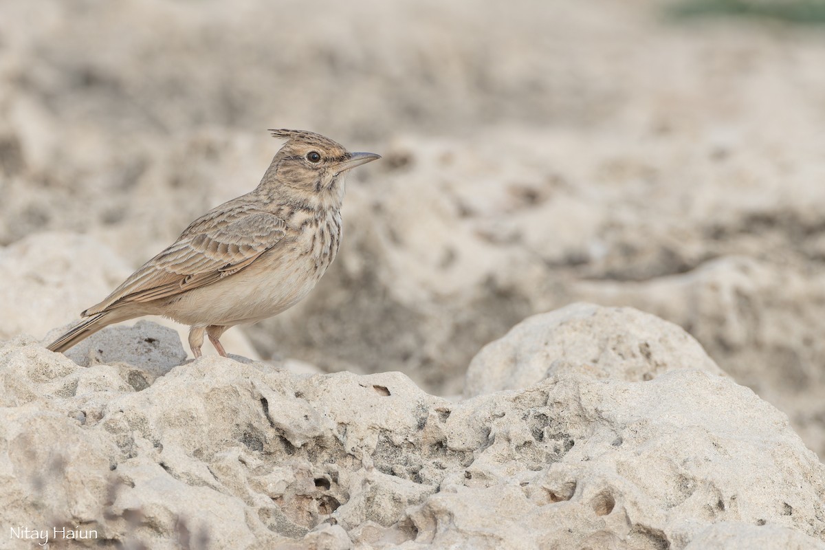 Tepeli Toygar [cristata grubu] - ML646059696