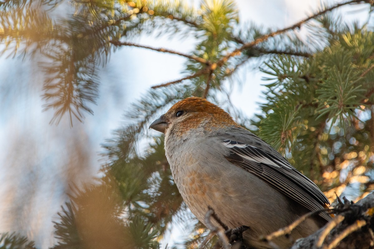 Ciuffolotto delle pinete - ML646059703