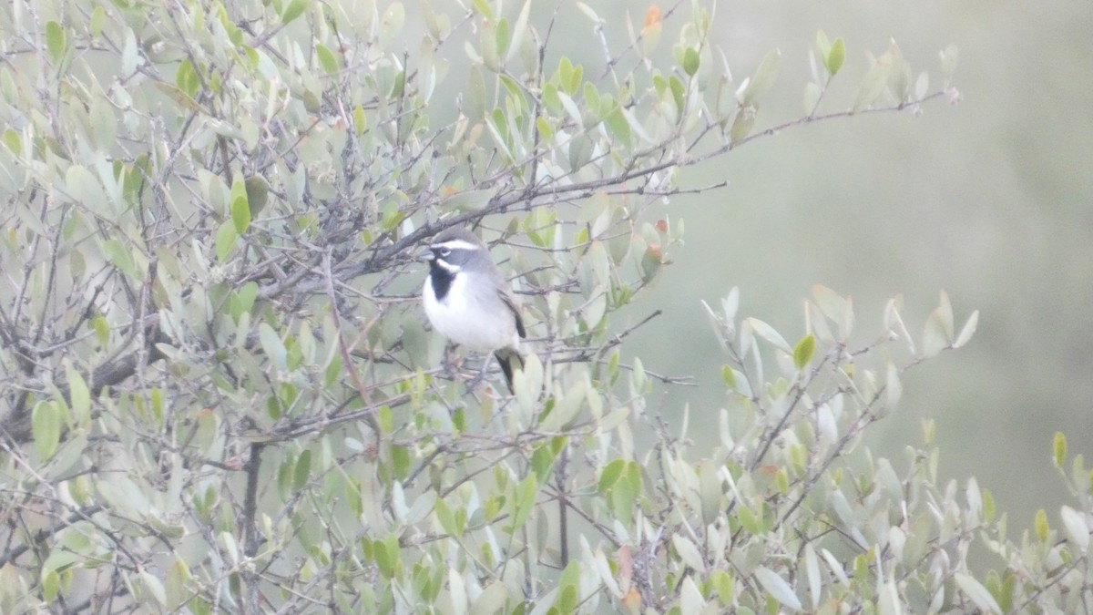 svartstrupespurv - ML646059704