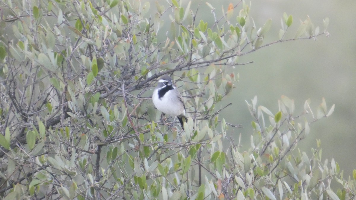 svartstrupespurv - ML646059705