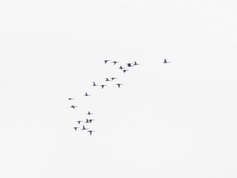 Common/Red-breasted Merganser - ML646059720