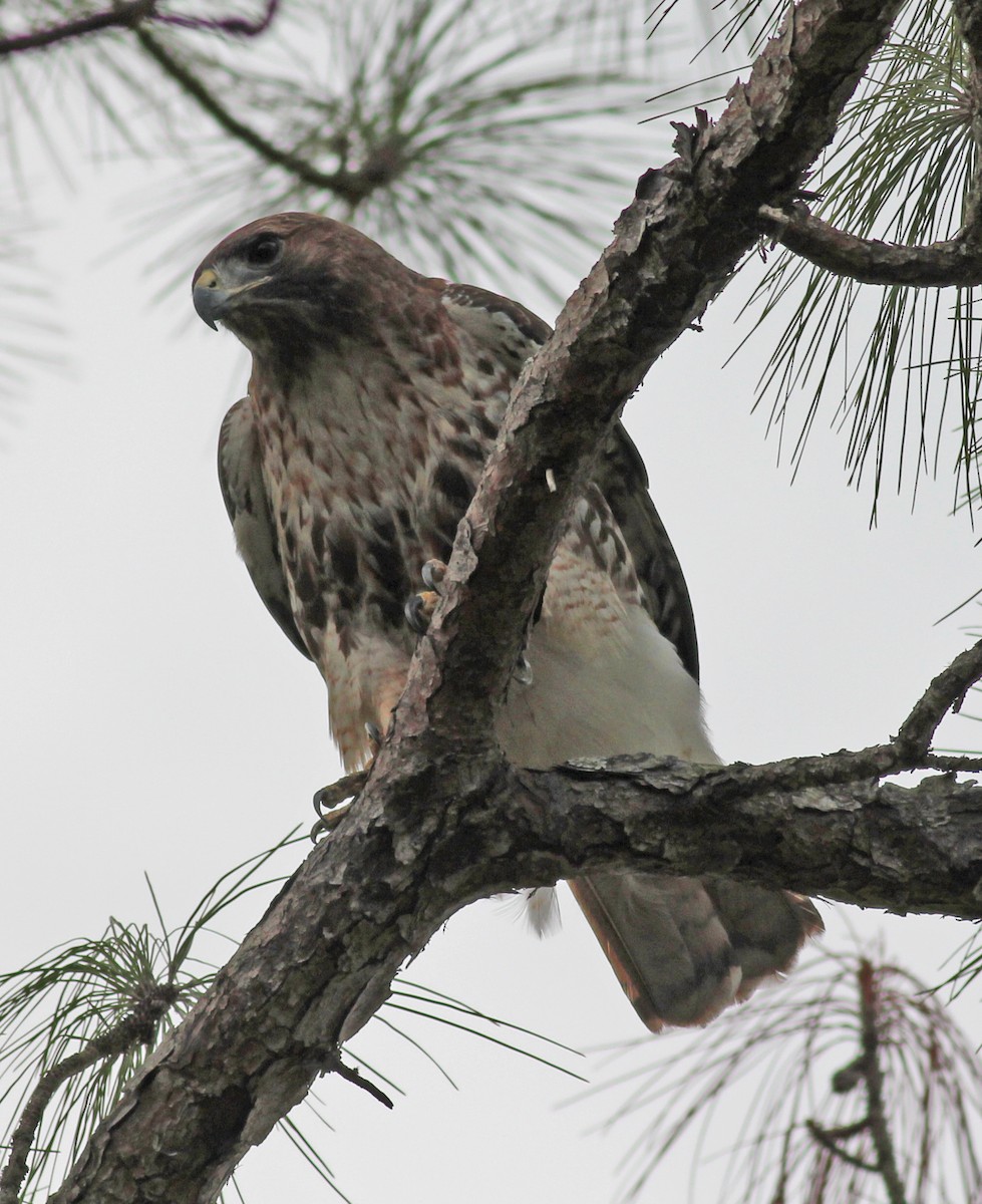 káně rudochvostá - ML646059721