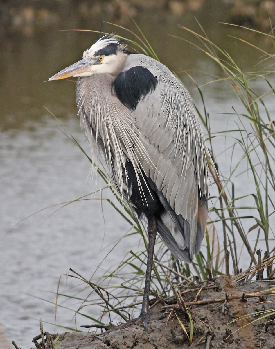 Great Blue Heron (Great Blue) - ML646059722