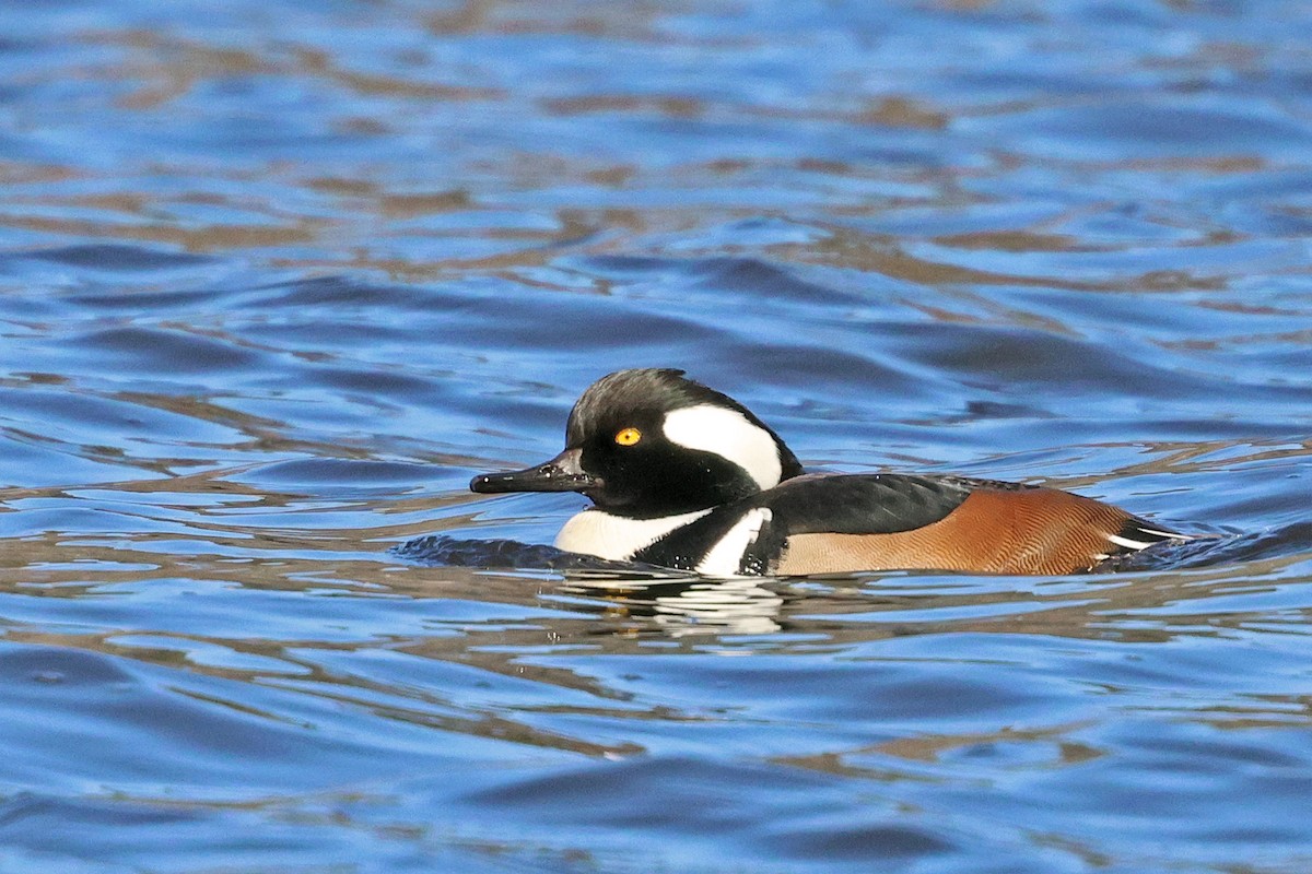 Hooded Merganser - ML646059724