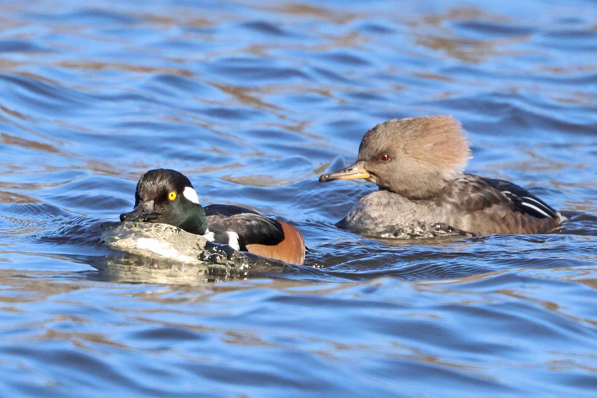 Hooded Merganser - ML646059725