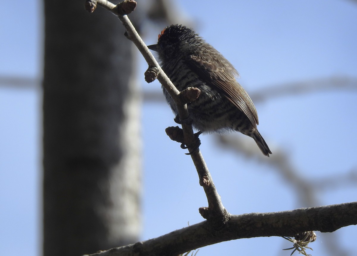 White-barred Piculet - ML646059728
