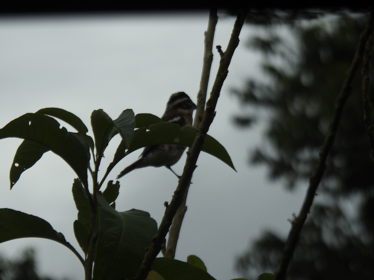 ムネアカイカル - ML646059734