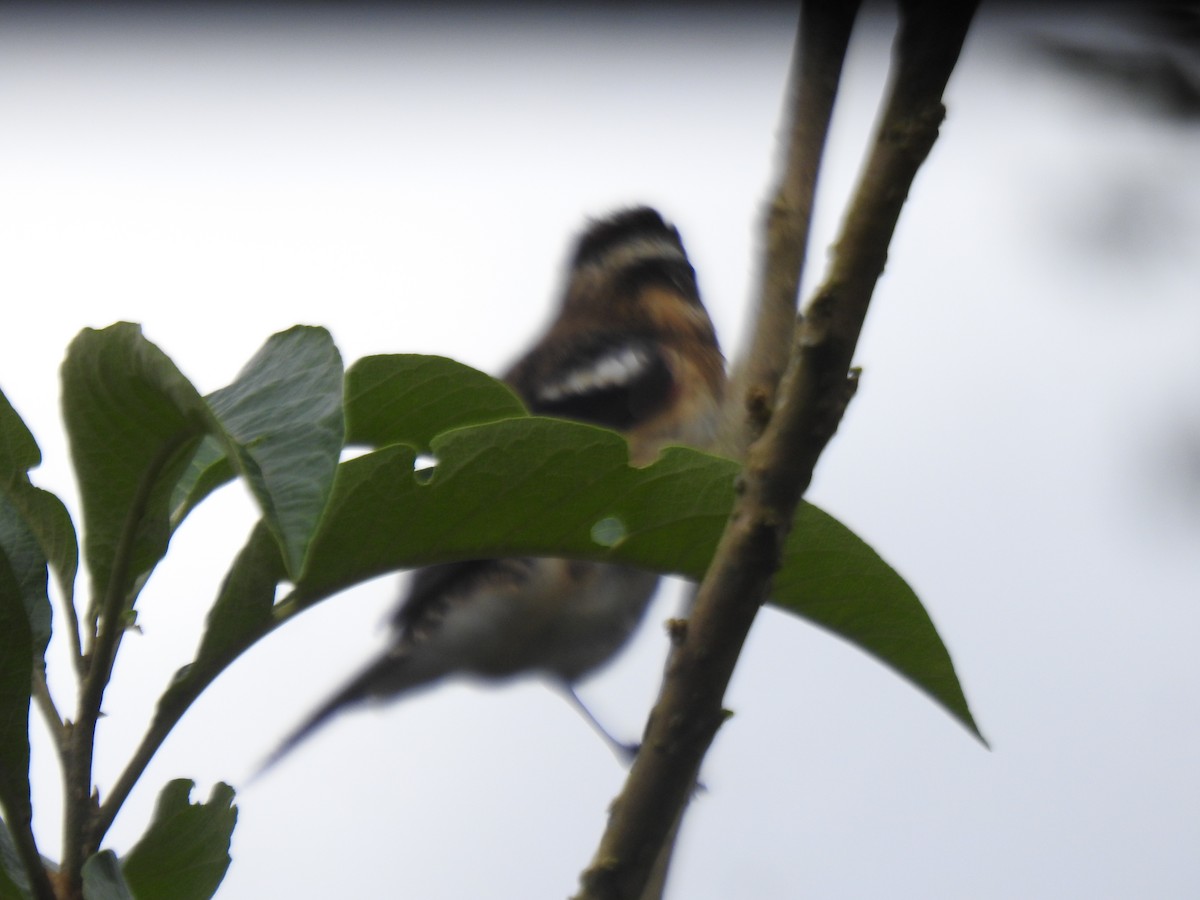 ムネアカイカル - ML646059735