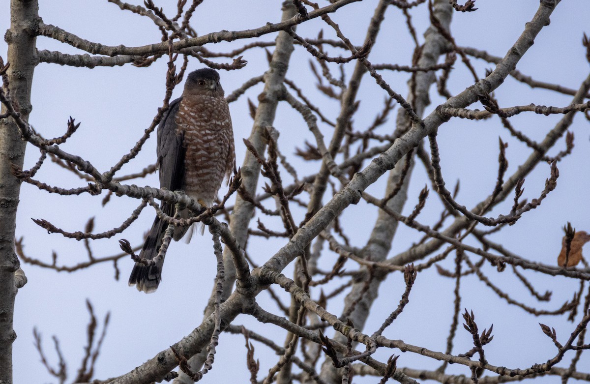 jestřáb americký - ML646059738