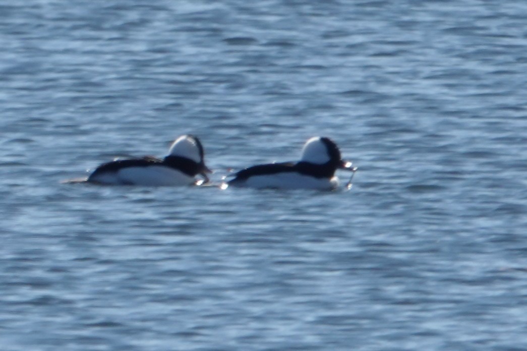 Bufflehead - ML646059752