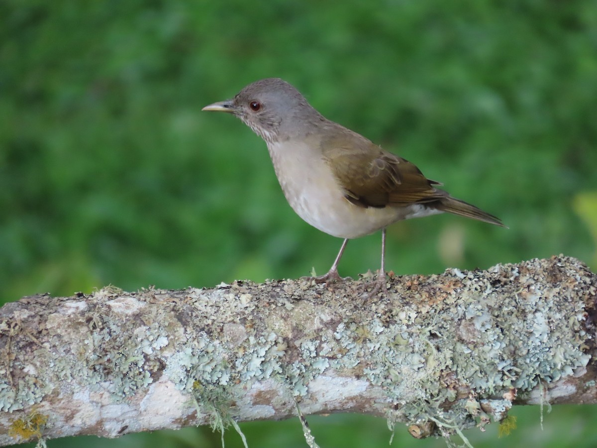 Pale-breasted Thrush - ML646059753