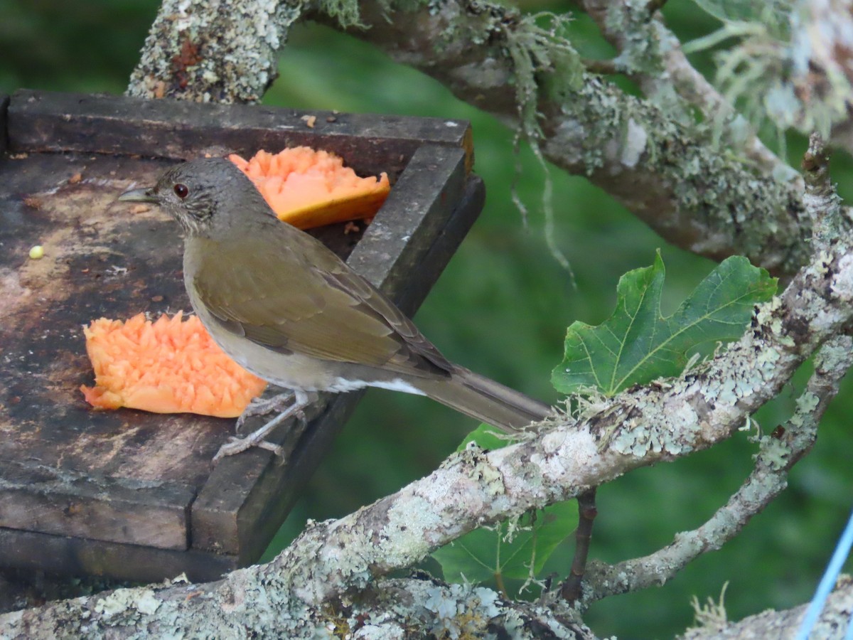 Pale-breasted Thrush - ML646059755