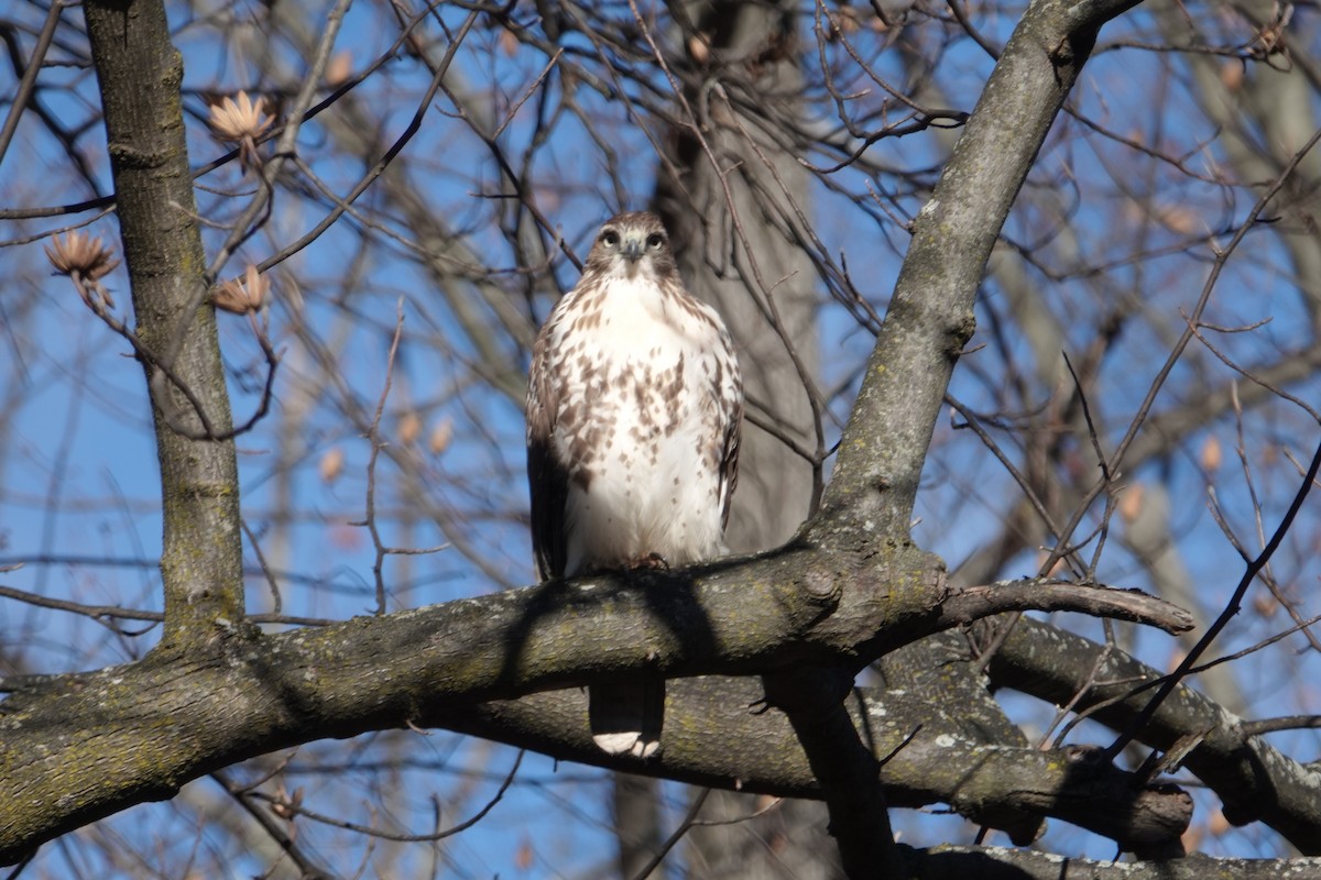 Red-tailed Hawk - ML646059762