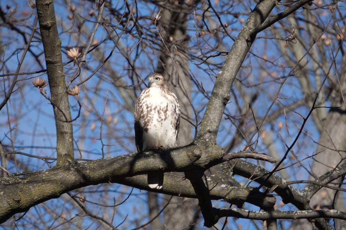 Red-tailed Hawk - ML646059763