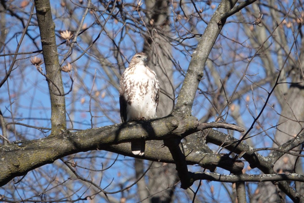 Red-tailed Hawk - ML646059764