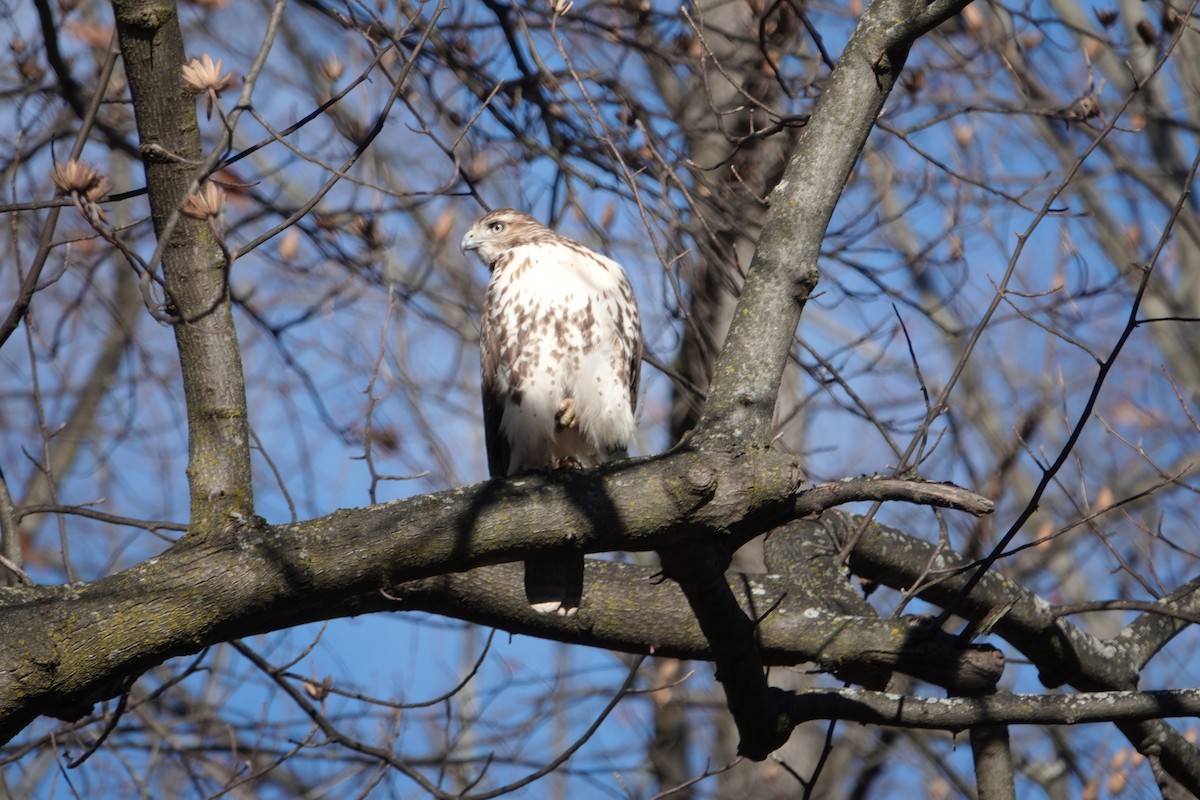 Red-tailed Hawk - ML646059766