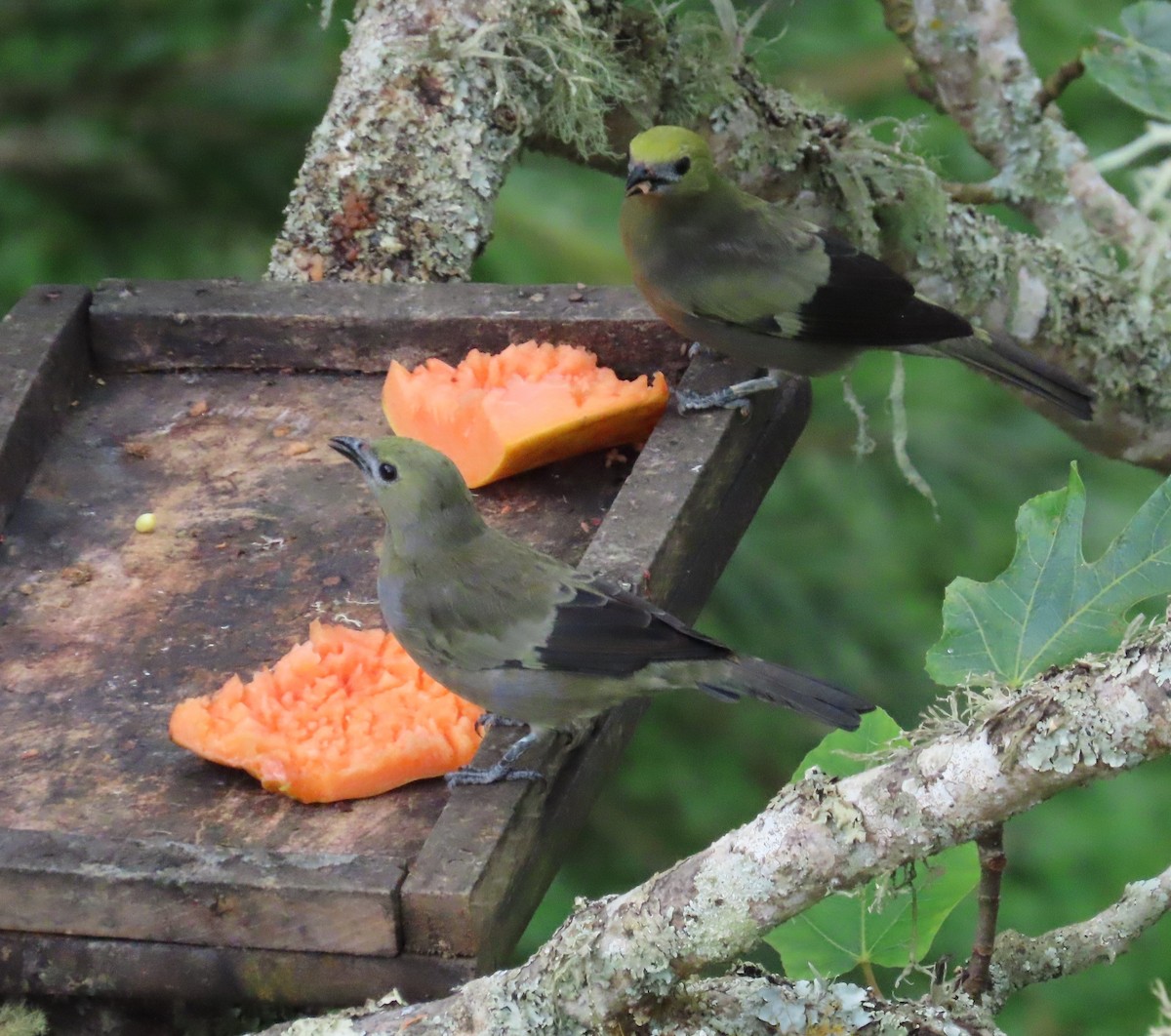 Palm Tanager - ML646059767