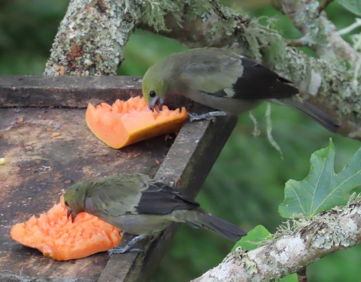 Palm Tanager - ML646059769