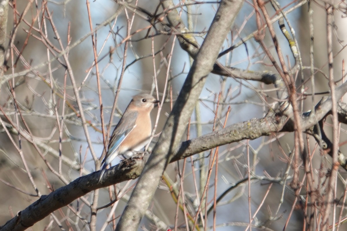 Eastern Bluebird - ML646059770