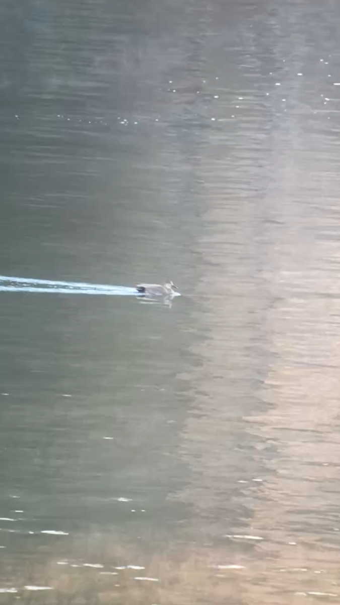 オカヨシガモ - ML646059771