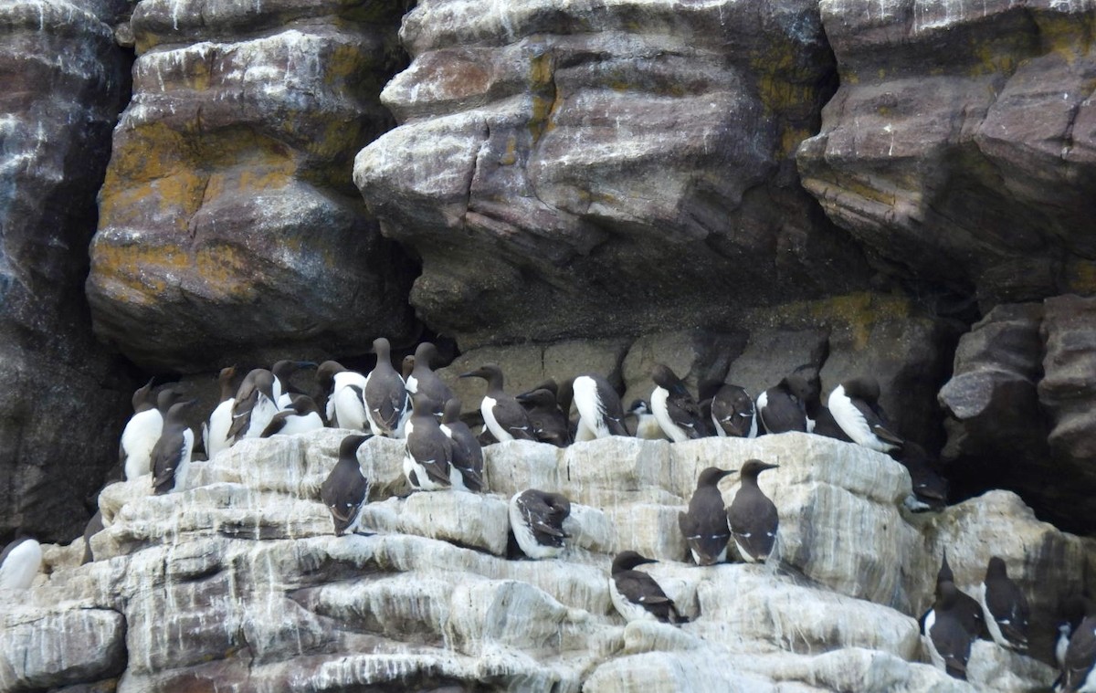 Common Murre - ML646059773