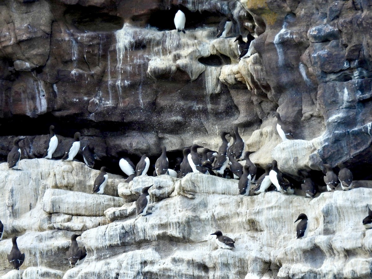 Common Murre - ML646059774