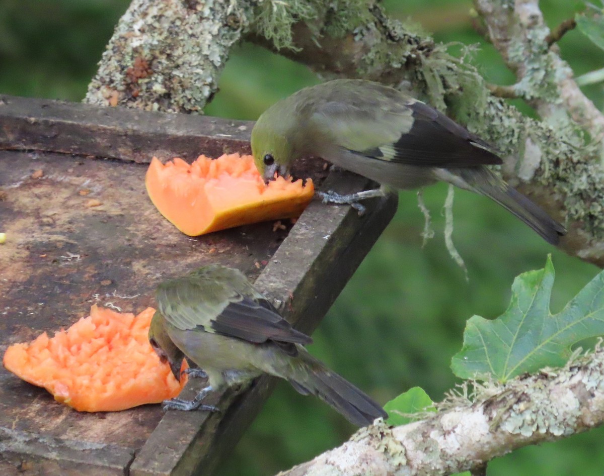 Palm Tanager - ML646059797