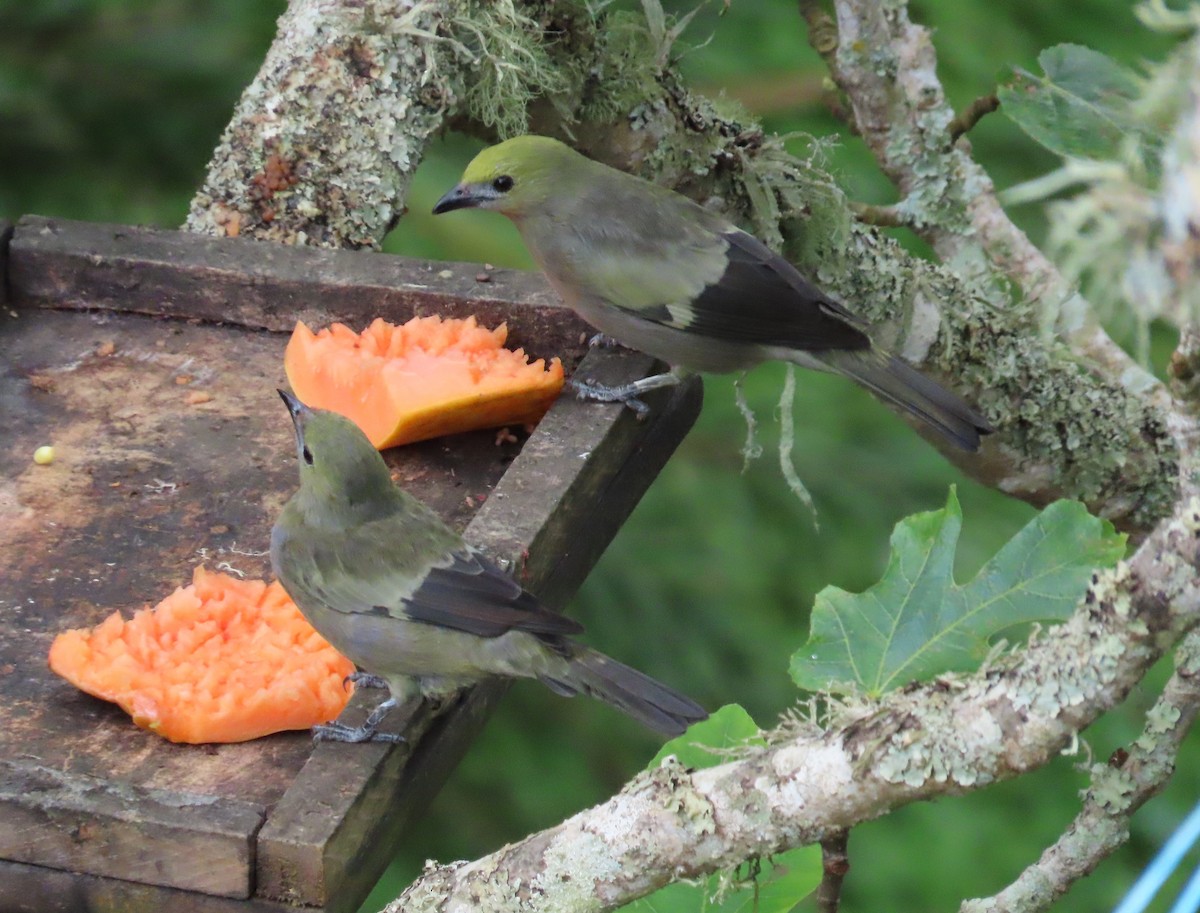 Palm Tanager - ML646059798