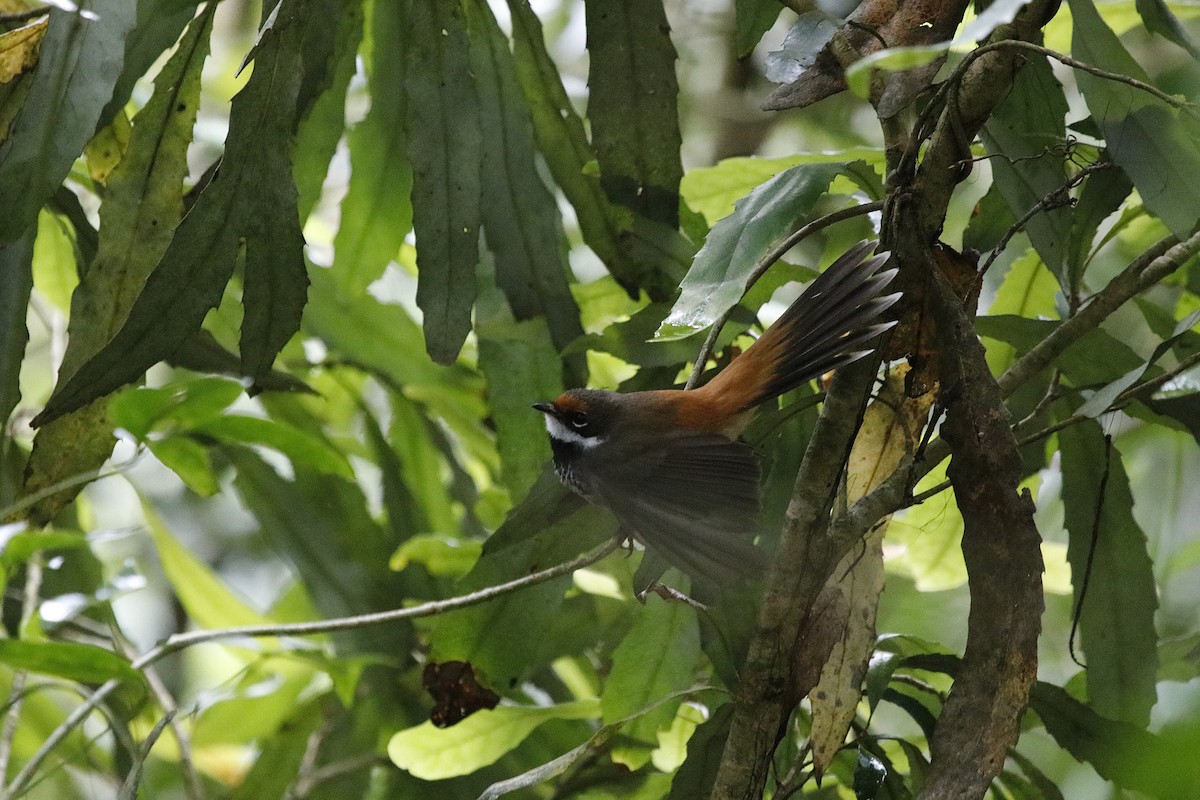 Australian Rufous Fantail - ML646059804
