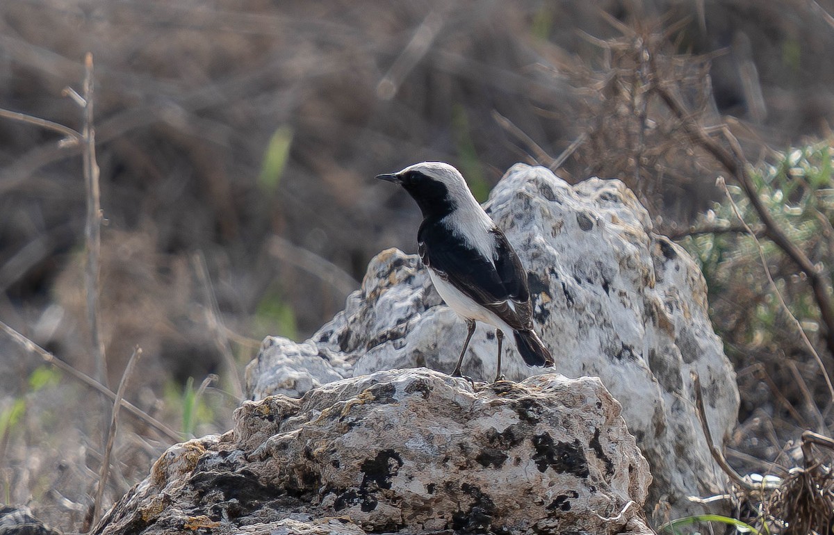 Finsch's Wheatear - ML646059806