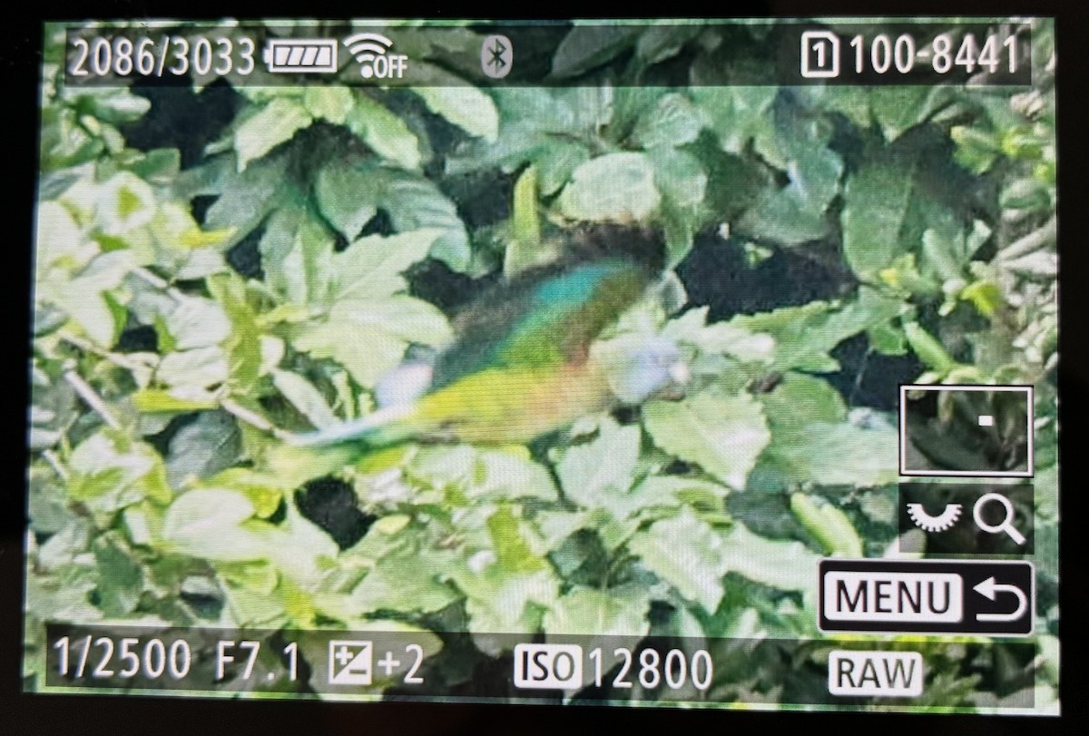 St. Lucia Amazon - ML646059809