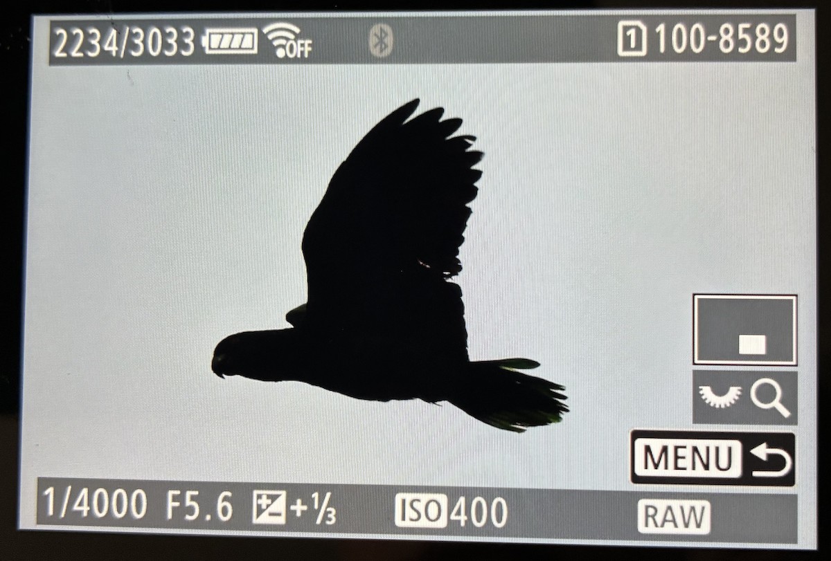 St. Lucia Amazon - ML646059810