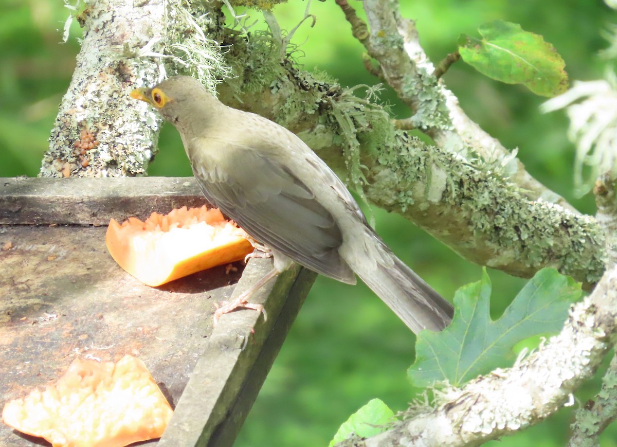 Желтоглазый дрозд - ML646059833