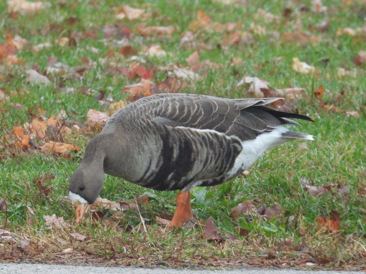 Greater White-fronted Goose - ML646059846