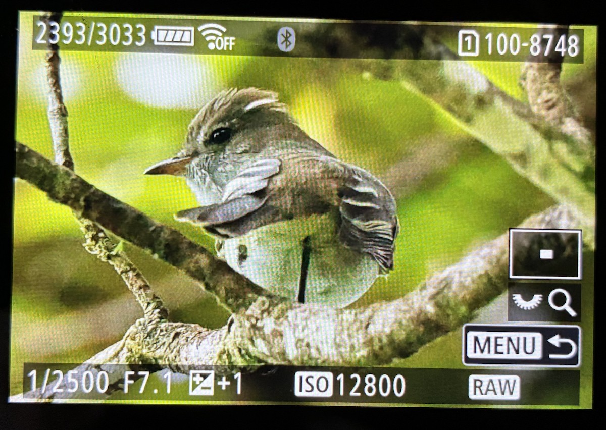 Caribbean Elaenia - ML646059850