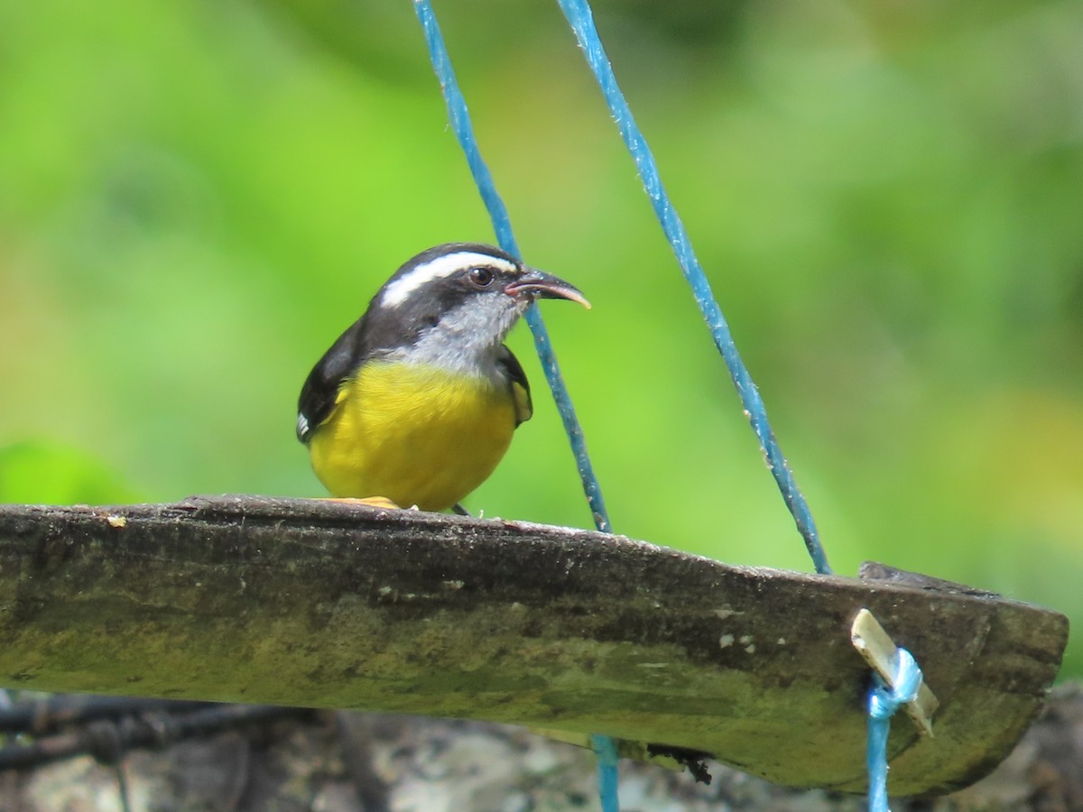 Bananaquit - ML646059853