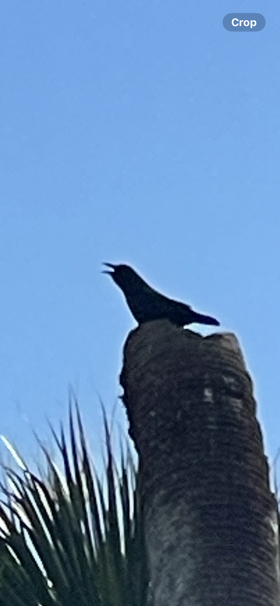 Fish Crow - ML646059858