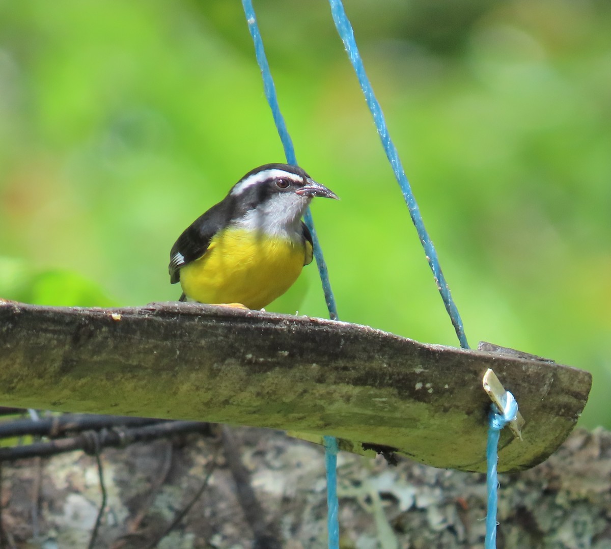 Bananaquit - ML646059859