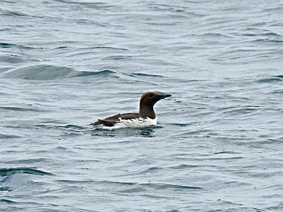 Common Murre - ML646059866
