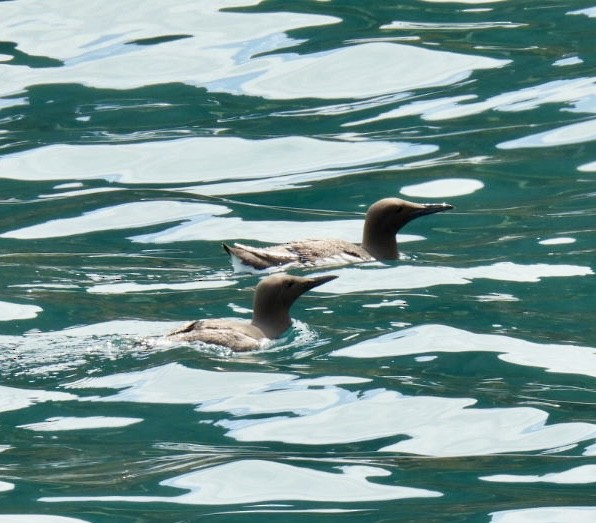 Common Murre - ML646059867