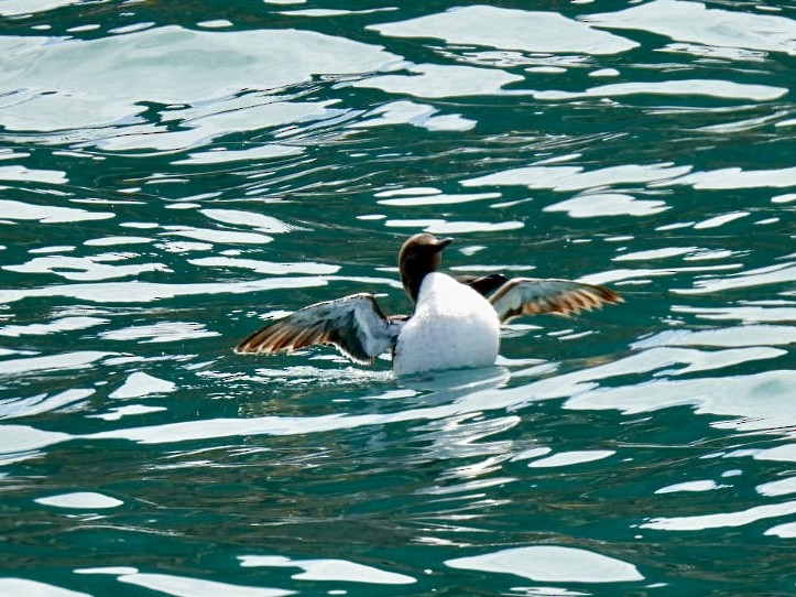 Common Murre - ML646059868
