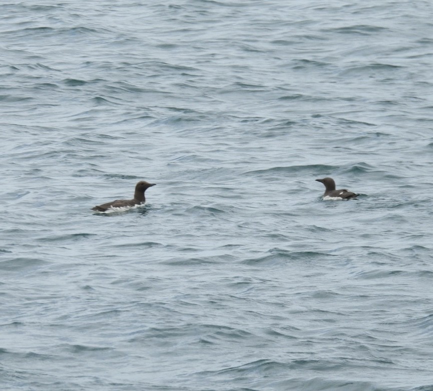 Common Murre - ML646059869