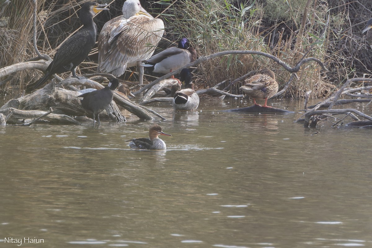 ウミアイサ - ML646059874