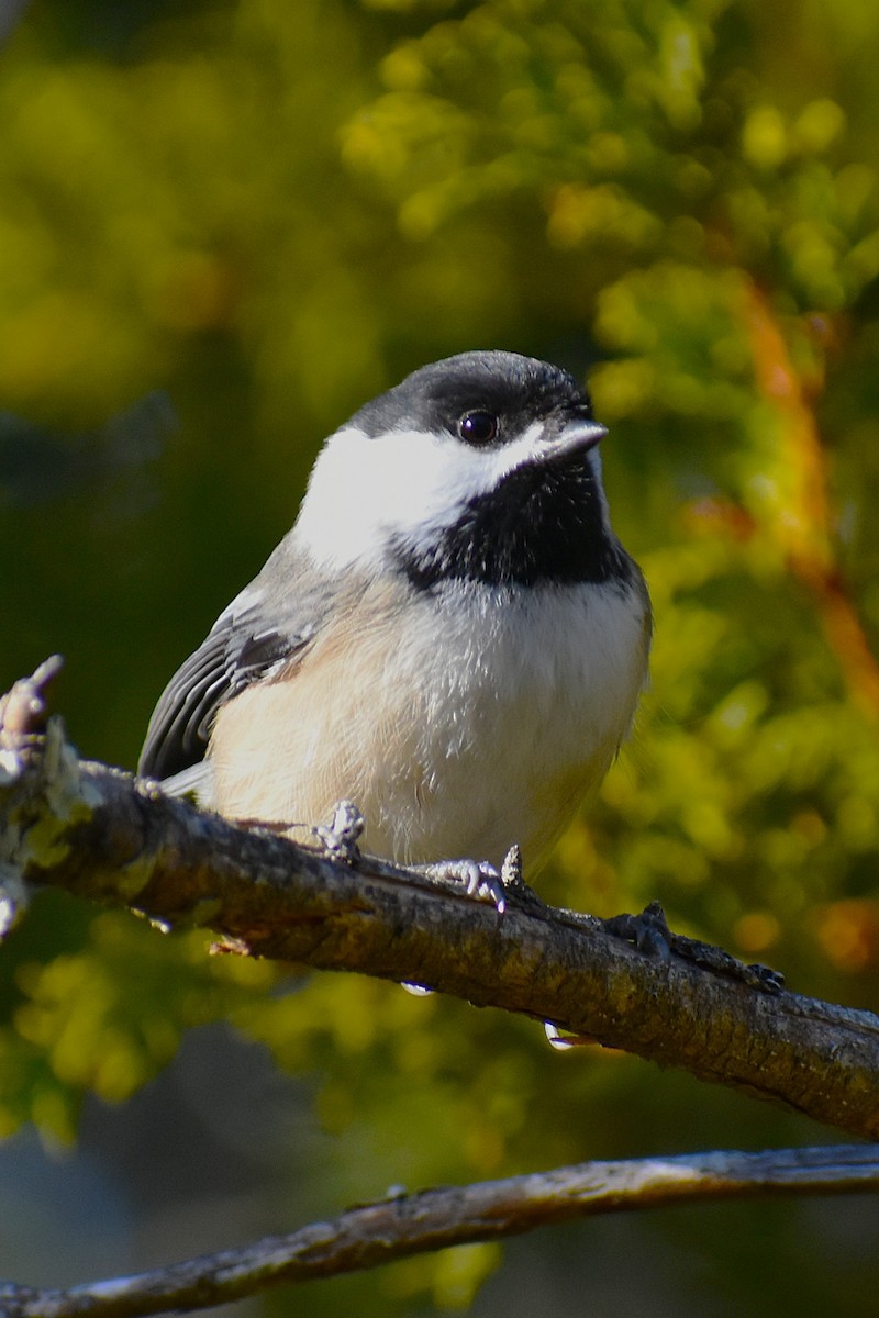 Гаїчка світлокрила - ML646059875