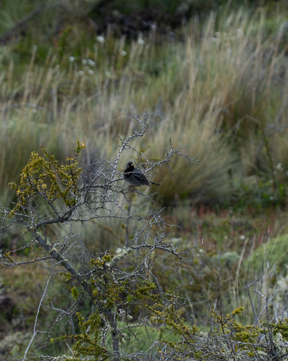 Mourning Sierra Finch - ML646059878