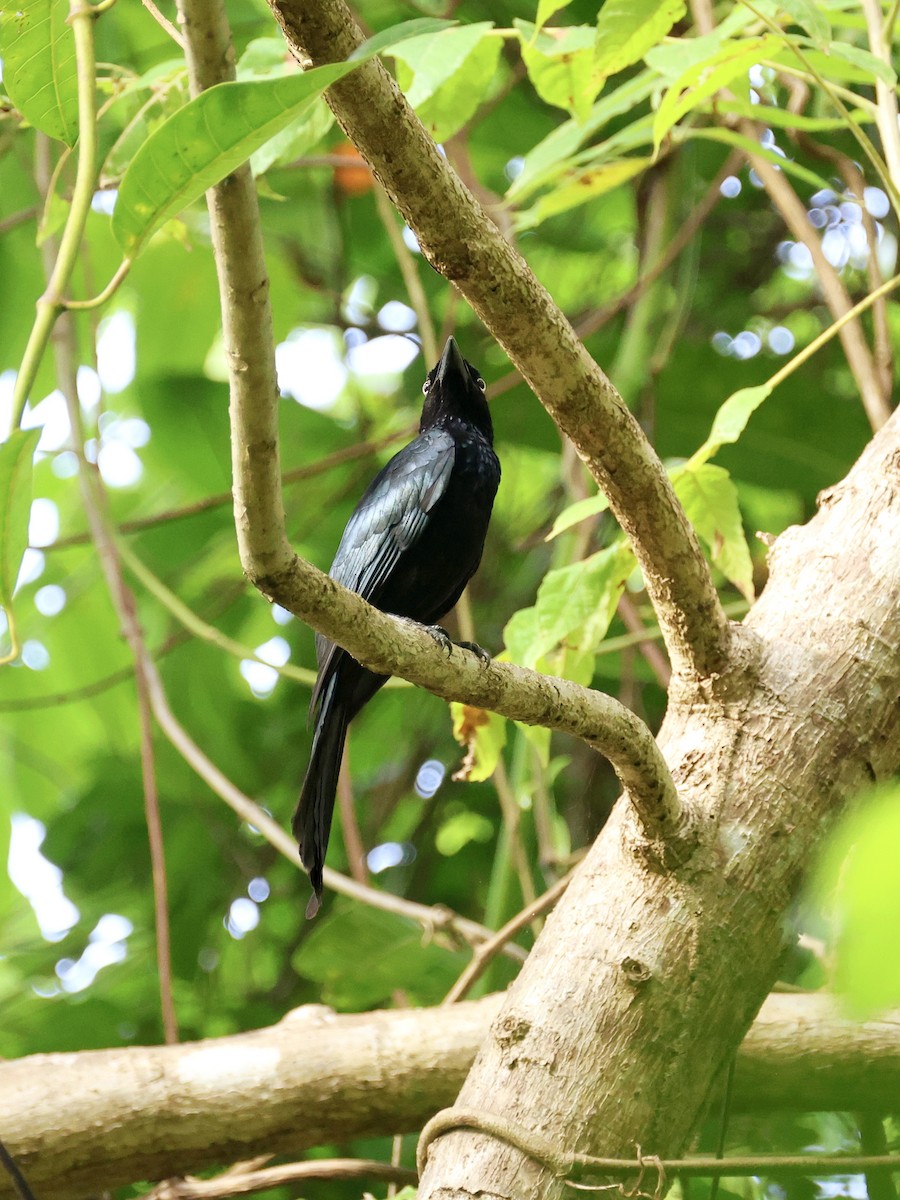 Hair-crested Drongo - ML646059889