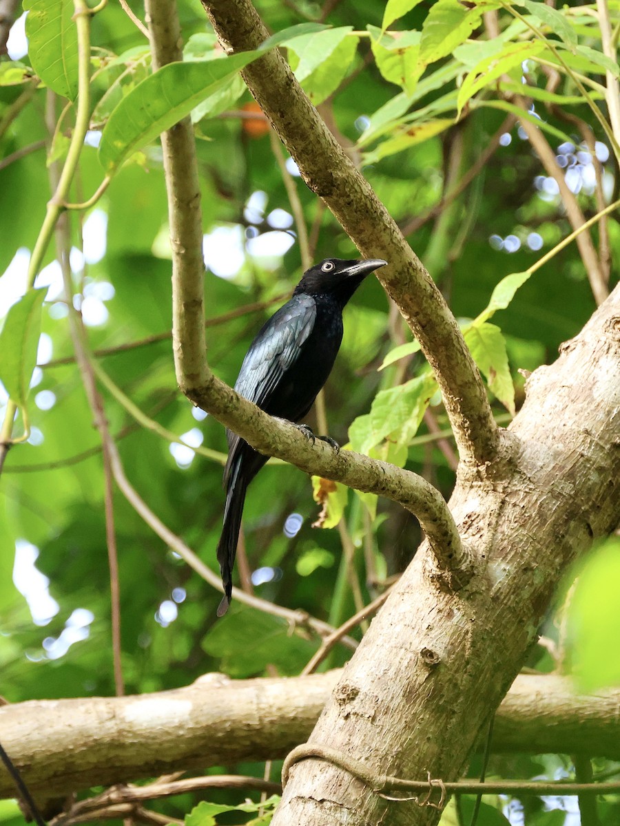 Hair-crested Drongo - ML646059891