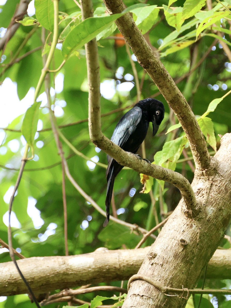 Hair-crested Drongo - ML646059893