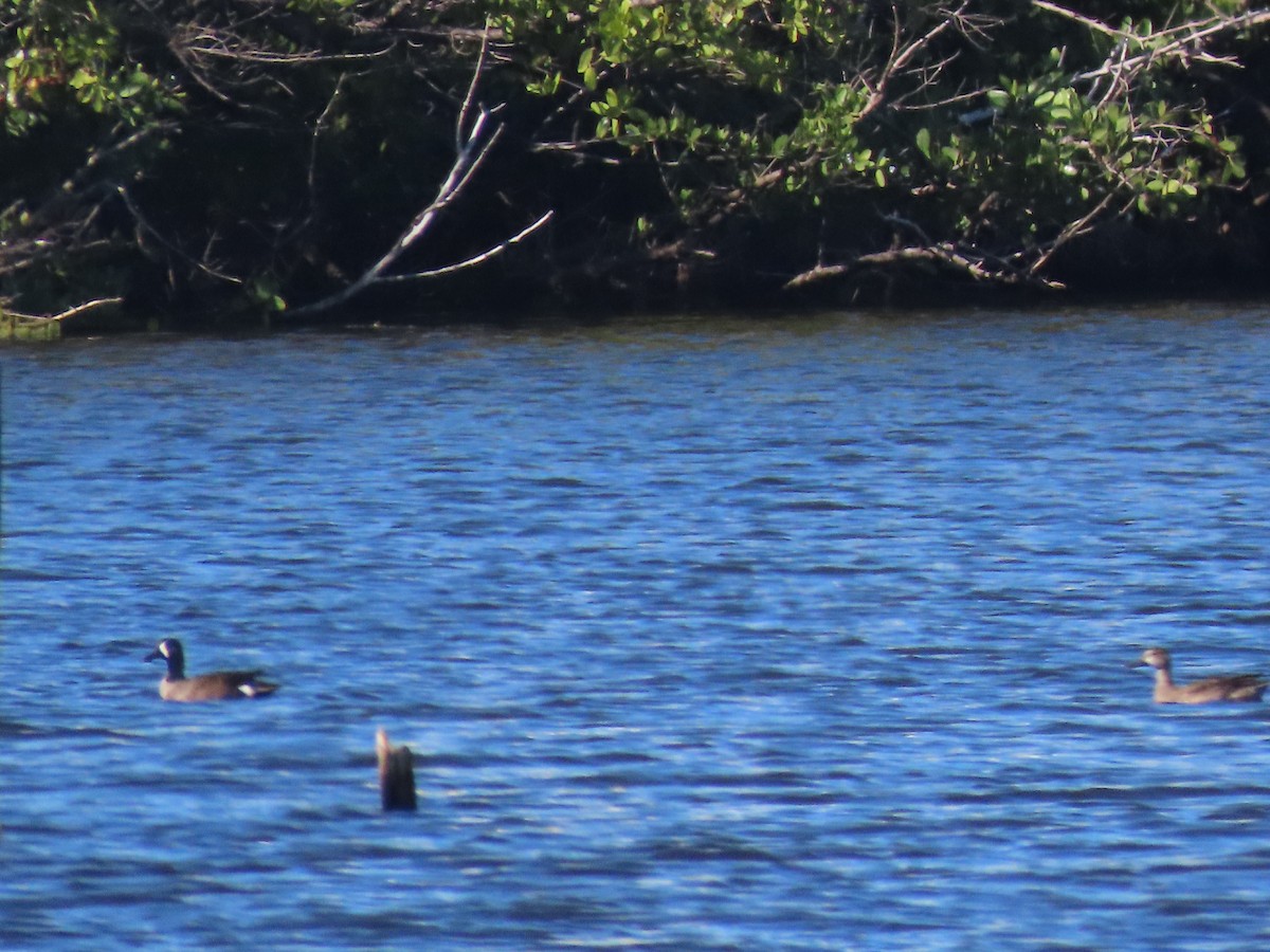 Zertzeta hegalurdina - ML646059896