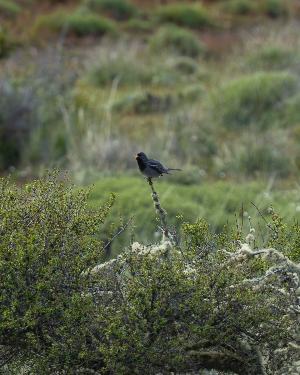 Mourning Sierra Finch - ML646059897